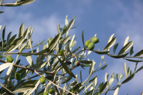 rami di ulivo