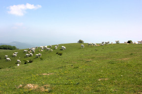 monte maggiore calvana