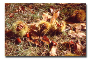 Castagne