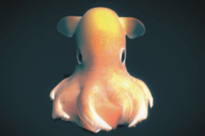 Dumbo il polpo