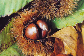 Autunno in Riserva