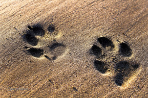 Il magico mondo degli animali