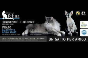 Un gatto per amico: esposizione internazionale felina